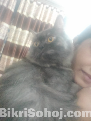 British short hair adult male cat